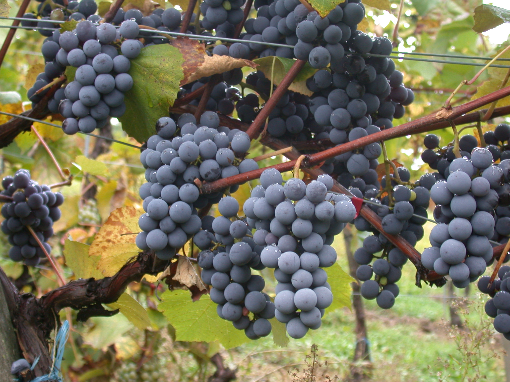 variedades de uvas para vino tinto